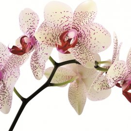 ЦВЕТЫ 28 (орхидеи)